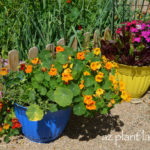 Growing_Vegetables_in_Containers