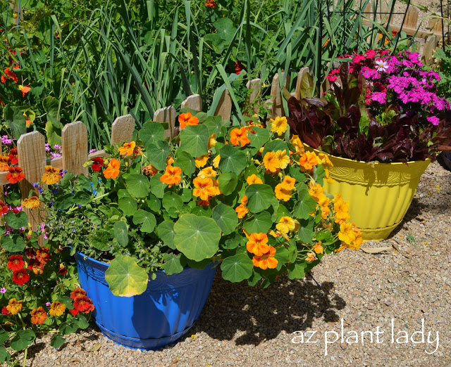  growing flowers in containers