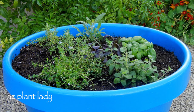 container herb garden