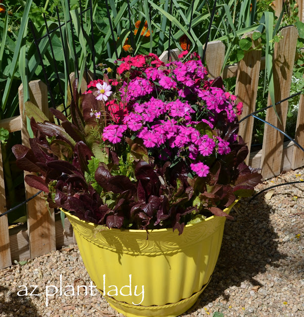  growing flowers in containers