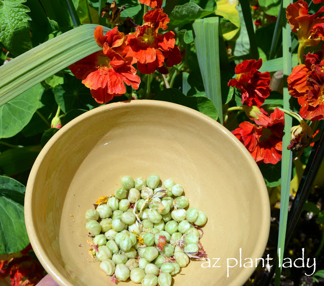 Collecting Seeds