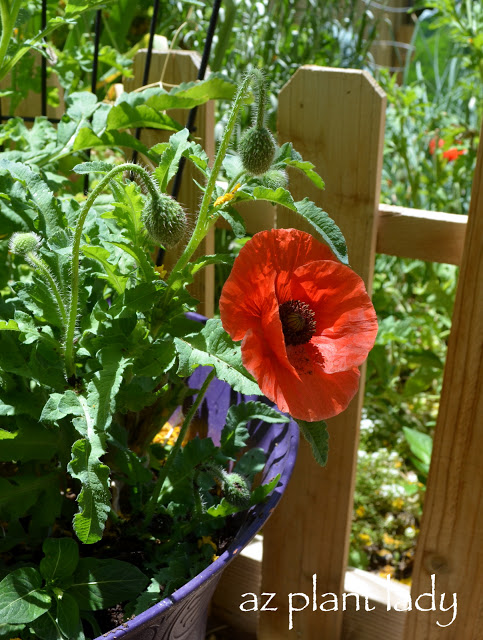 Red Poppies