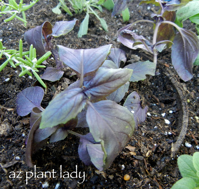 container herb garden