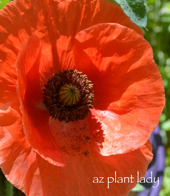 Red Poppy (Papaver rhoeas)