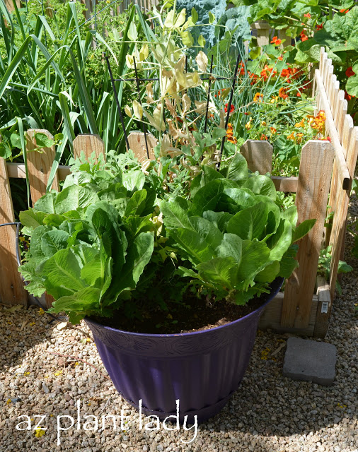  growing flowers in containers