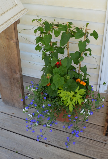 Blue Lobelia, White Bacopa, Sweet Potato Vine, Geraniums and Marigold