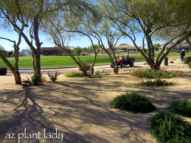 Creating a Butterfly / Hummingbird Garden