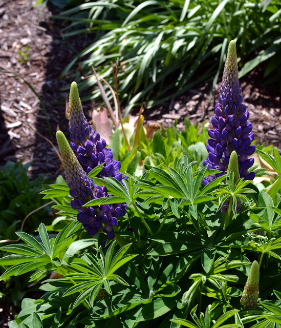 Lupine 