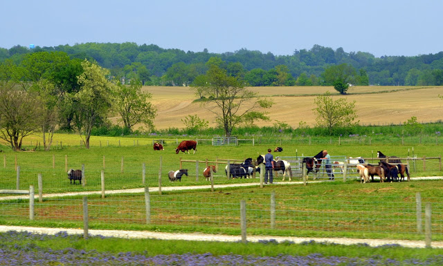 Amish farmers