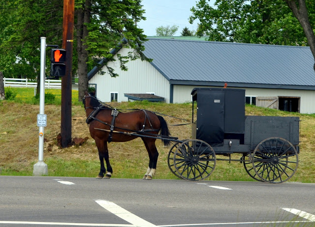 Amish Butter Cheese