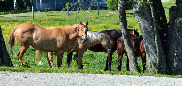 Amish country