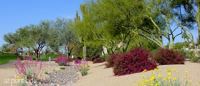 Hummingbird Garden