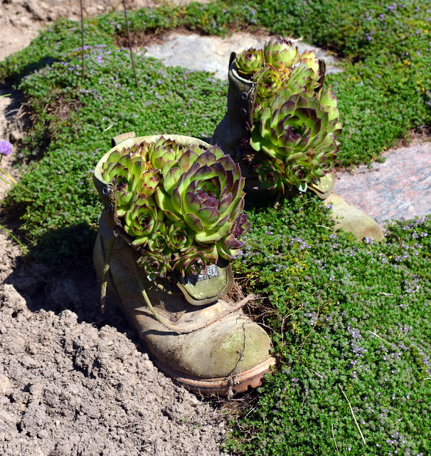 succulents planted