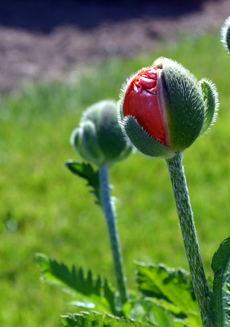 poppies 