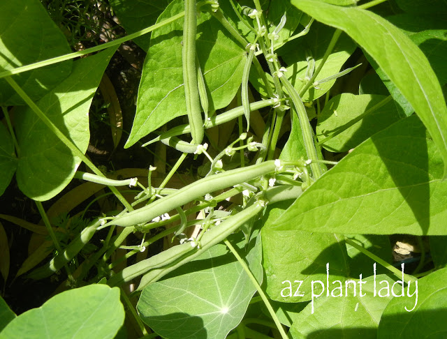  bush beans