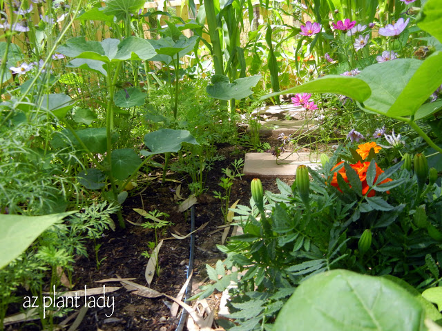 my vegetable garden