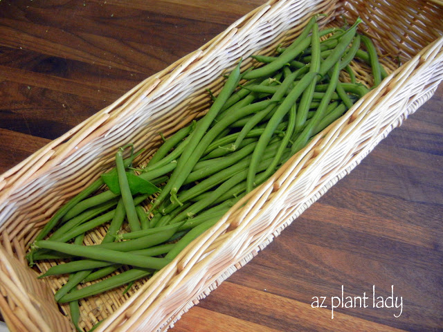  bush beans