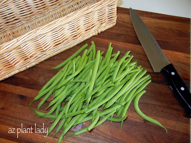  bush beans