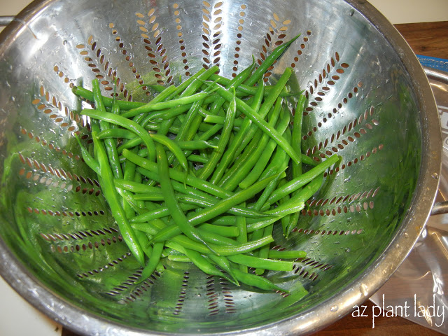  bush beans