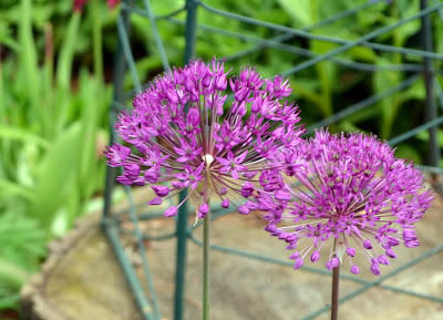 Allium 