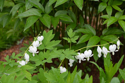 White Dicentra