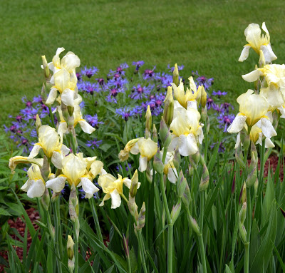 Yellow Bearded Iris