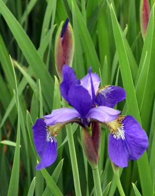 Iris 