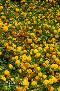 Lantana (all species)Butterfly / Hummingbird 