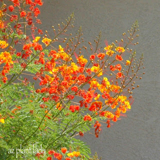 Red Bird-of-Paradise (Caesalpinia pulcherrima)Butterfly / Hummingbird