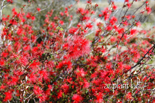 Red Fairy Duster  (Calliandra californica)