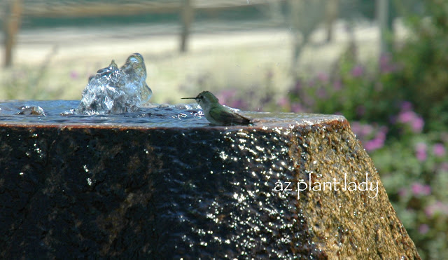 Creating a Butterfly / Hummingbird Garden