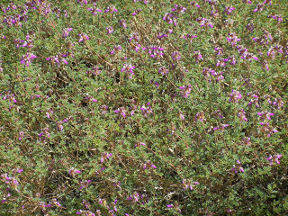 Black Dalea  (Dalea frutescens) Butterfly / Hummingbird