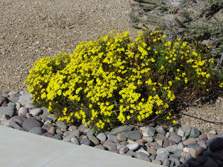 Damianita  (Chrysactinia mexicana)