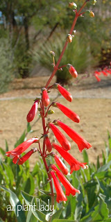 Firecracker Penstemon  (Penstemon eatonii)Butterfly / Hummingbird