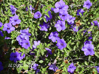 Baja Ruellia  (Ruellia peninsularis) Hummingbird