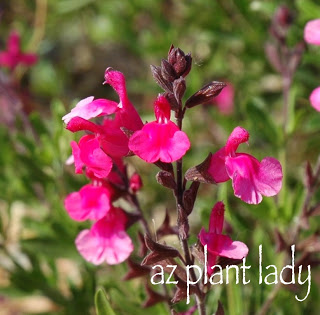 Autumn Sage  (Salvia greggii) Butterfly & Hummingbird