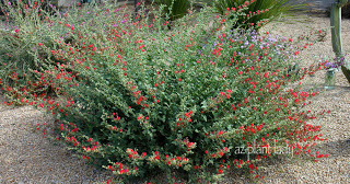 Globe Mallow  (Sphaeralcea ambigua)Butterflies 