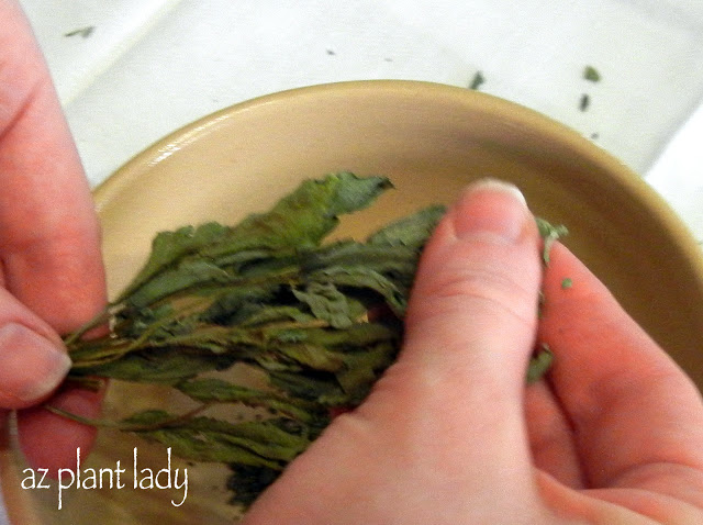 dry your herbs