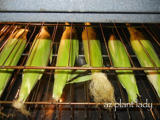 Roasted Corn Recipe baking in the oven
