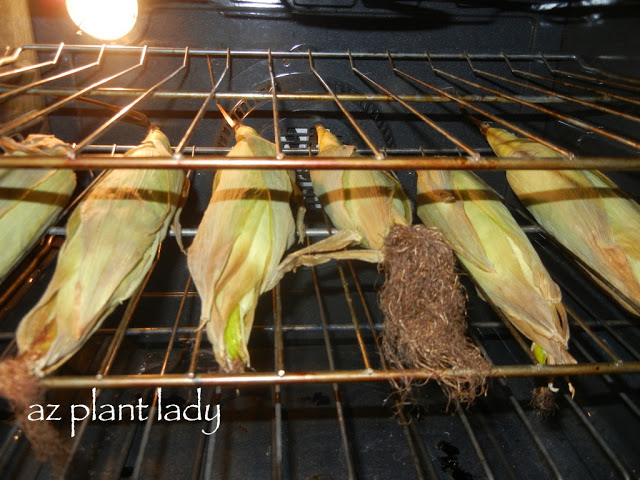 Roasted Corn Recipe baked and browned