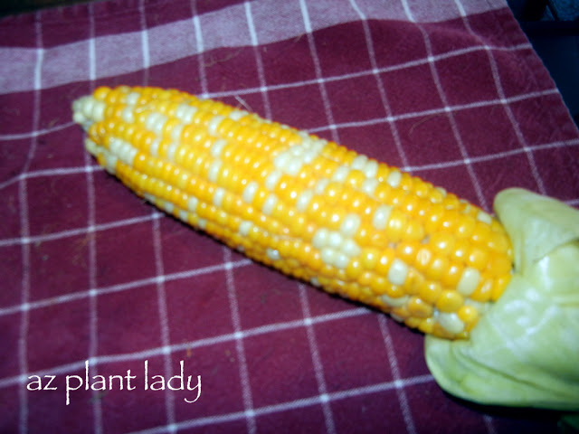 Peel down the husk and eat the corn on the cob