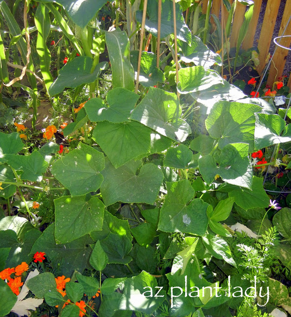  Cucumber Plant