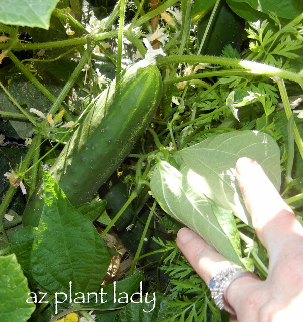 ripe cucumber