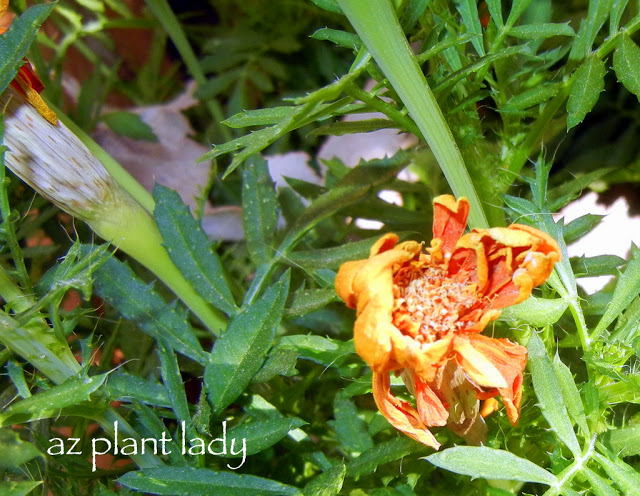 Marigold seeds