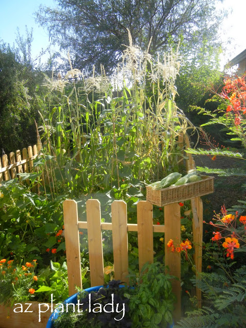  newest vegetable garden