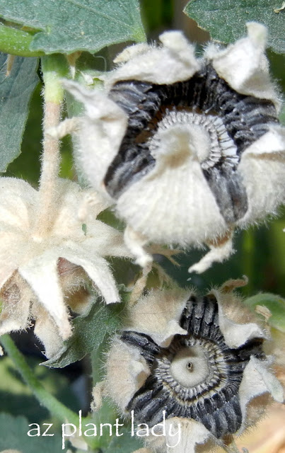 Hollyhock seeds