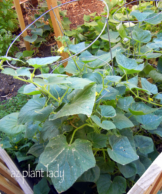  Cucumber Plant