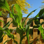 Sweet Corn Harvest