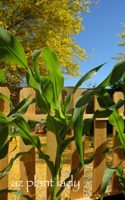 Sweet Corn Harvest