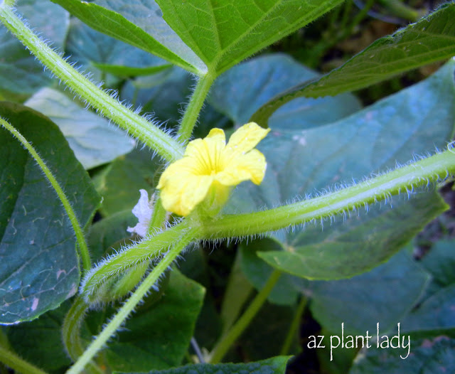  Cucumber Plant